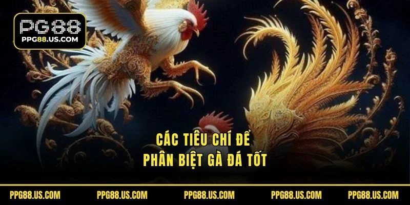 Các tiêu chí để phân biệt gà đá tốt