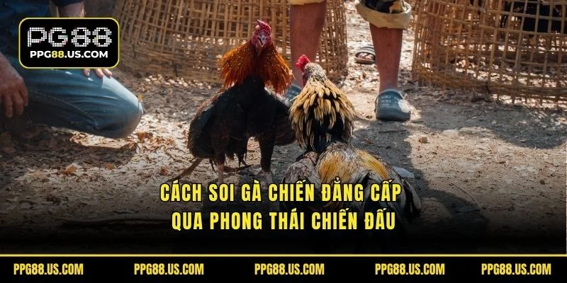 Cách soi gà chiến đẳng cấp qua phong thái chiến đấu