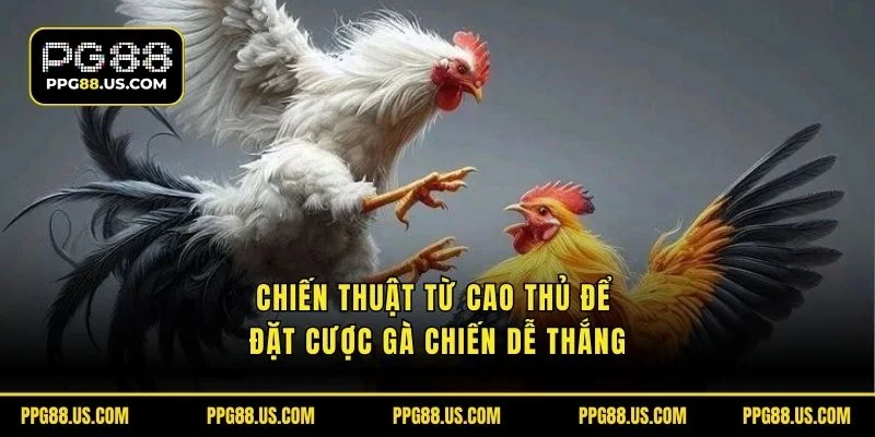 Chiến thuật từ cao thủ để đặt cược gà chiến dễ thắng
