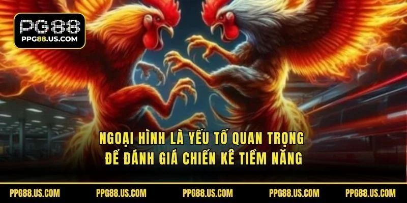 Ngoại hình là yếu tố quan trọng để đánh giá chiến kê tiềm năng