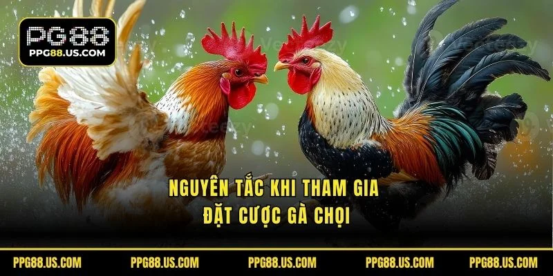 Nguyên tắc khi tham gia đặt cược gà chọi